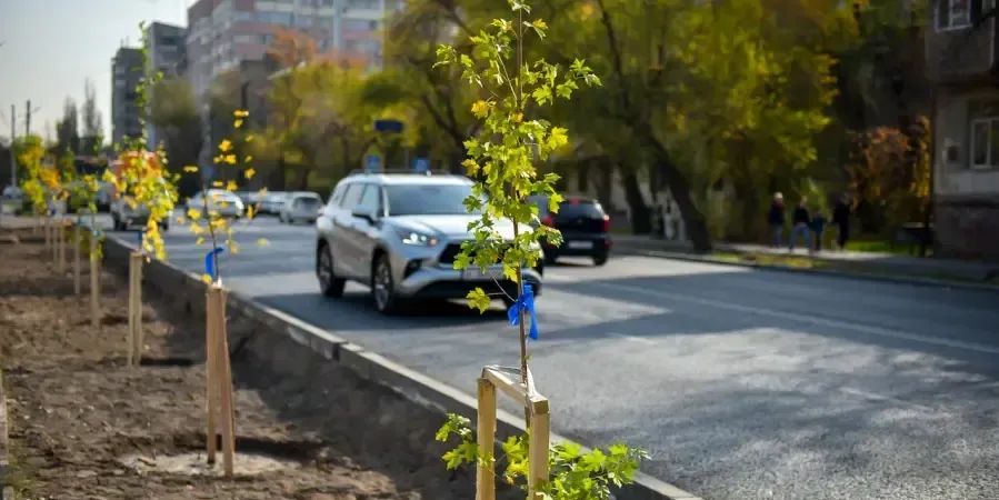 В Бишкеке планируют высадить 50 тысяч новых саженцев изображение публикации