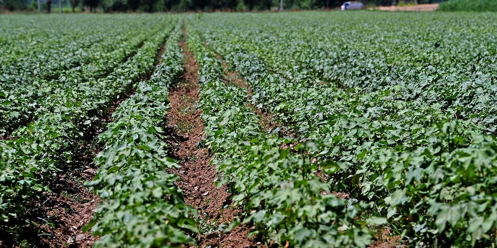 В 2026 году на сельское хозяйство направят 42 млрд сомов изображение публикации