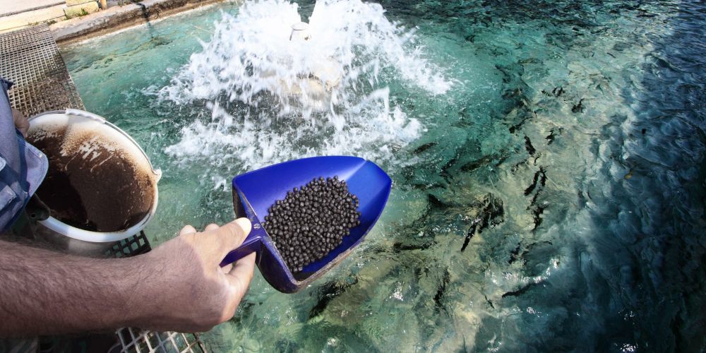 Кабмин КР продлил нулевой НДС на корма для рыбхозов до 2027 года изображение публикации