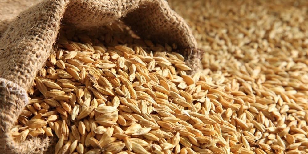 Запрет на ввоз российского зерна спровоцировал рост цен в Казахстане изображение публикации