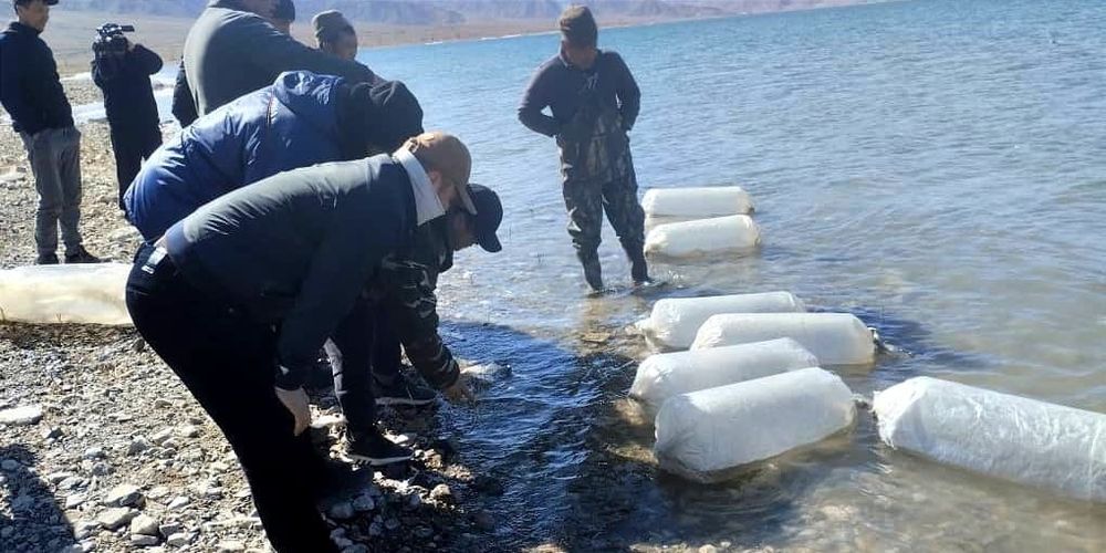 В Иссык-Куль выпустили 3 млн мальков сига-лудоги: итоги весеннего зарыбления изображение публикации