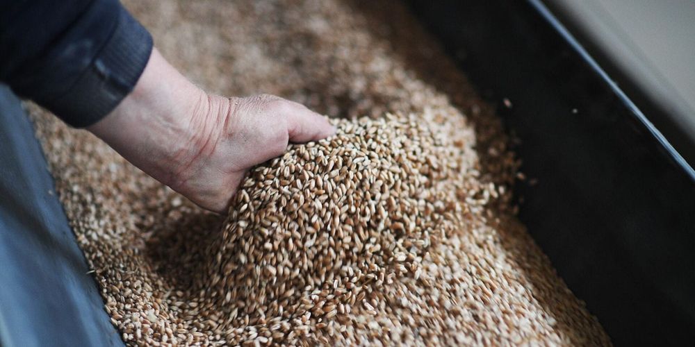 Кыргызстан на 96% обеспечил потребность в семенах к весеннему севу 2026 года изображение публикации