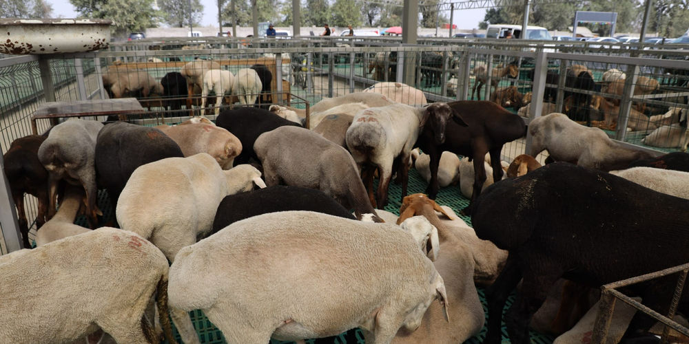 Ветслужба провела масштабную дезинфекцию рынка «Алтын Така» в Бишкеке изображение публикации