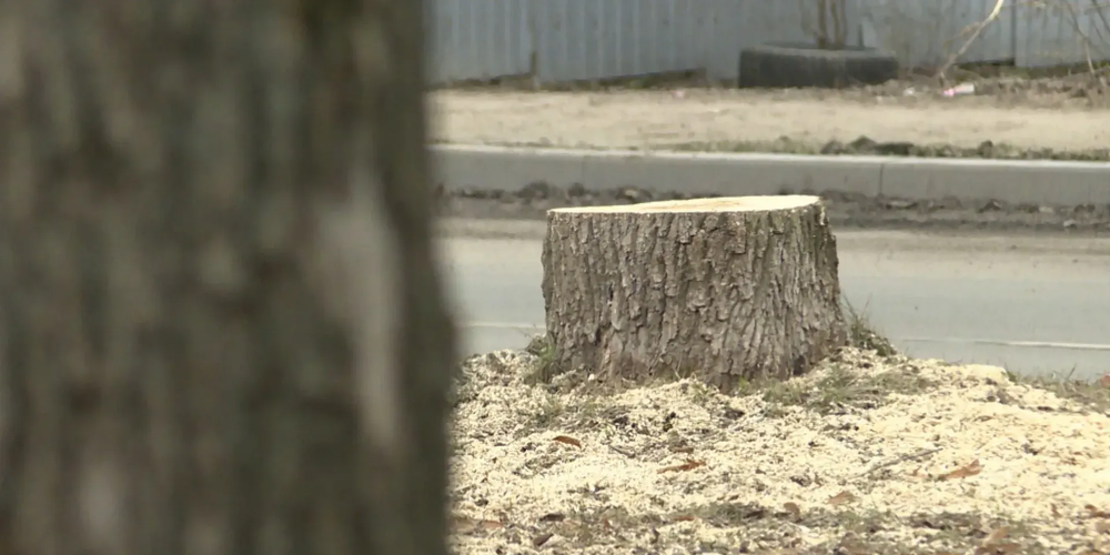 Улицу Скрябина расширят: часть зеленых насаждений вырубят — Дастан Бекешев изображение публикации