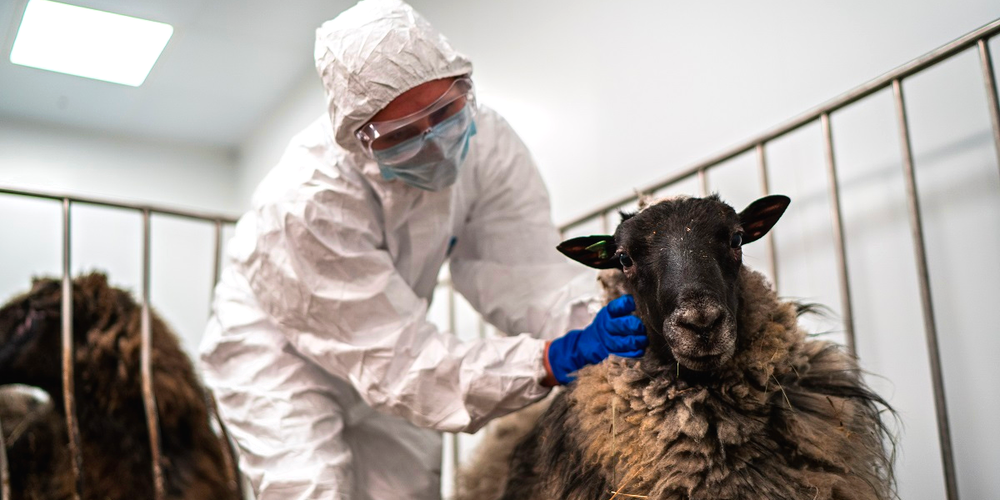 Ветэкспертиза на рынках и искусственное осеменение: частным ветеринарам КР расширили полномочия изображение публикации