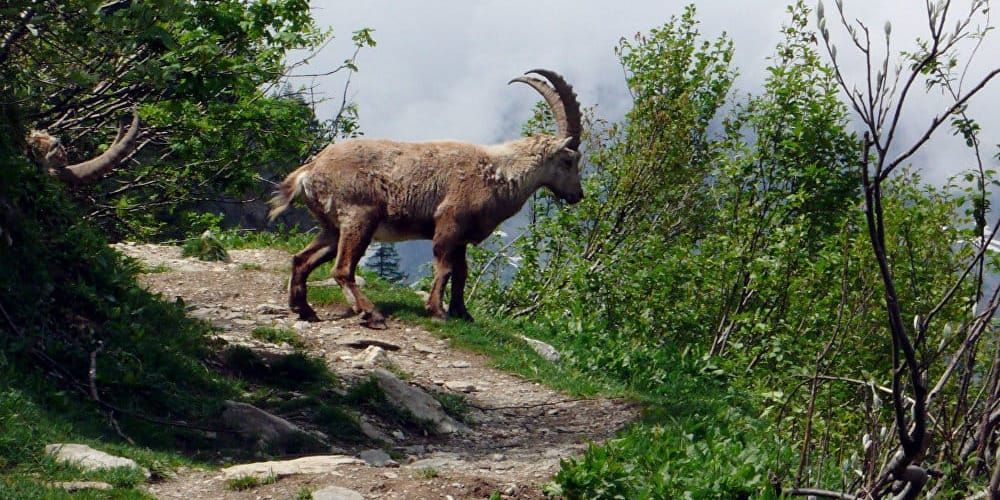 В Кыргызстане в три раза увеличили штрафы за незаконную охоту на козерога изображение публикации