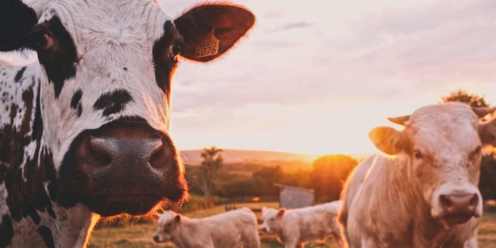 Кыргызстан внедряет обязательную генетическую экспертизу племенного скота изображение публикации