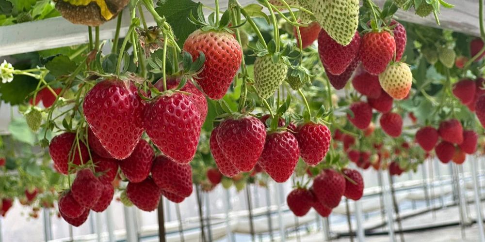 Лейлекский фермер выращивает клубнику зимой — и продает по 1.5 тысячи сомов за 1 кг изображение публикации