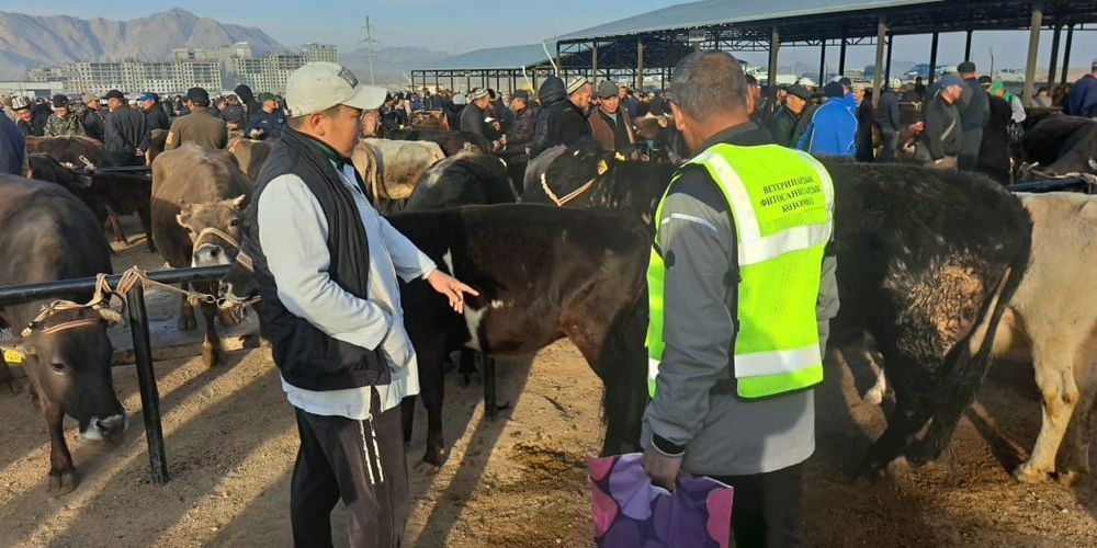 Ветслужба провела масштабную дезинфекцию скотного рынка в Караколе изображение публикации
