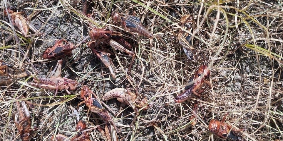 В пяти районах Джалал-Абадской области проводят обработку земель от саранчи изображение публикации