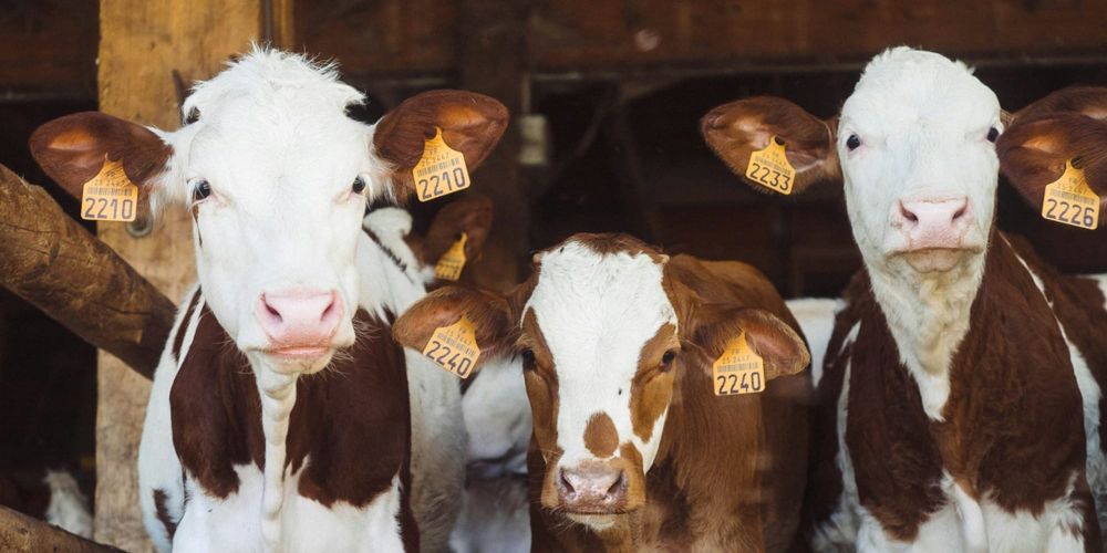 Кыргызстан обновил правила племенного дела в животноводстве изображение публикации