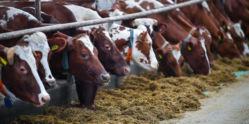 Элитный скот на поток: 232 хозяйства Кыргызстана получили статус племенных изображение публикации