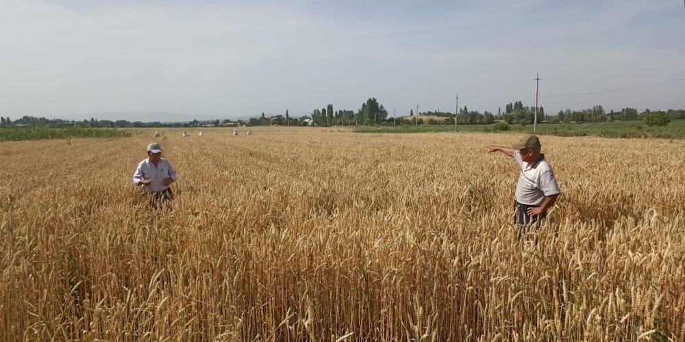 В Кара-Суйском районе проверили посевы пшеницы и ячменя изображение публикации