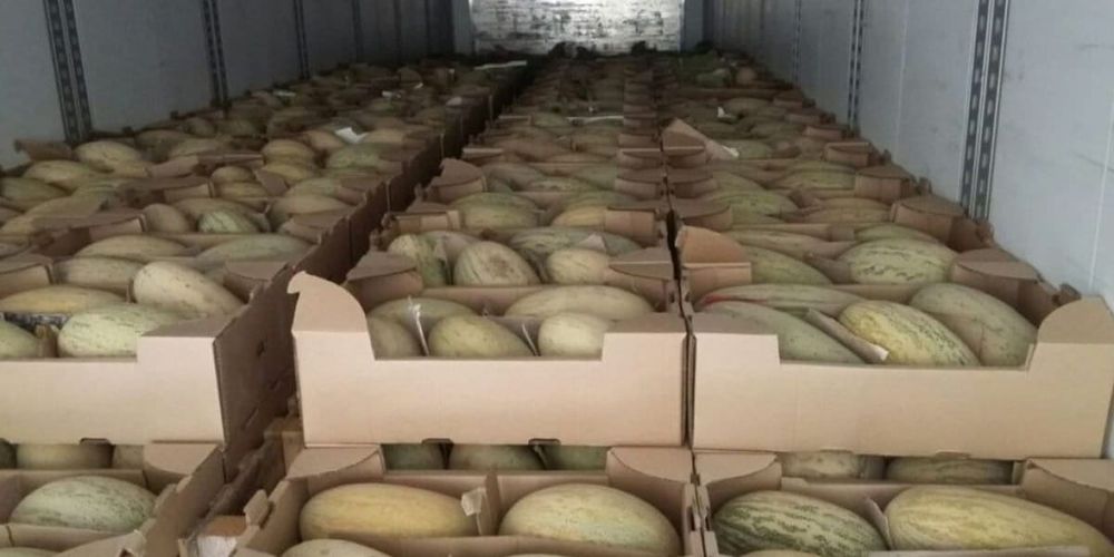 В Кыргызстан не пустили 1.7 тонны дыни из Казахстана изображение публикации