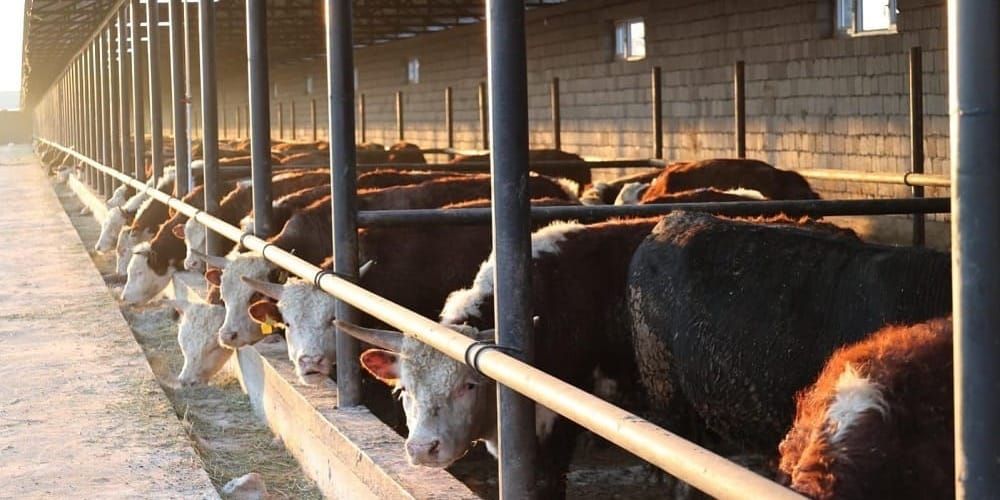 Для сдерживания цен на мясо в Чуйской области создадут откормочные хозяйства изображение публикации