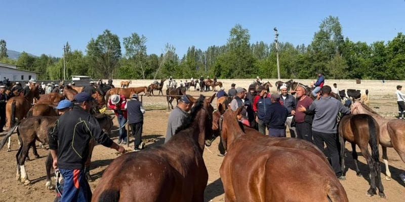 Ветслужба выявила нарушения на мясных рынках и бойнях в Нарынской области изображение публикации
