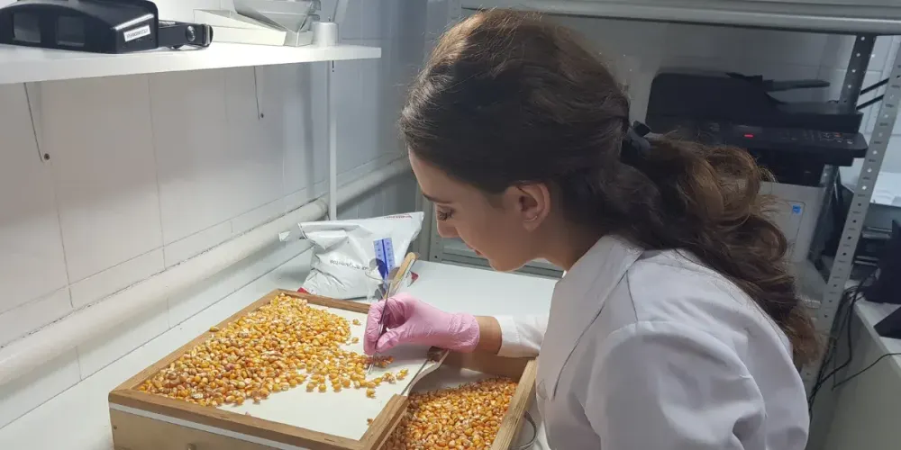 За год в Кыргызстане выявлено 16 видов карантинных вредителей сельхозпродукции изображение публикации