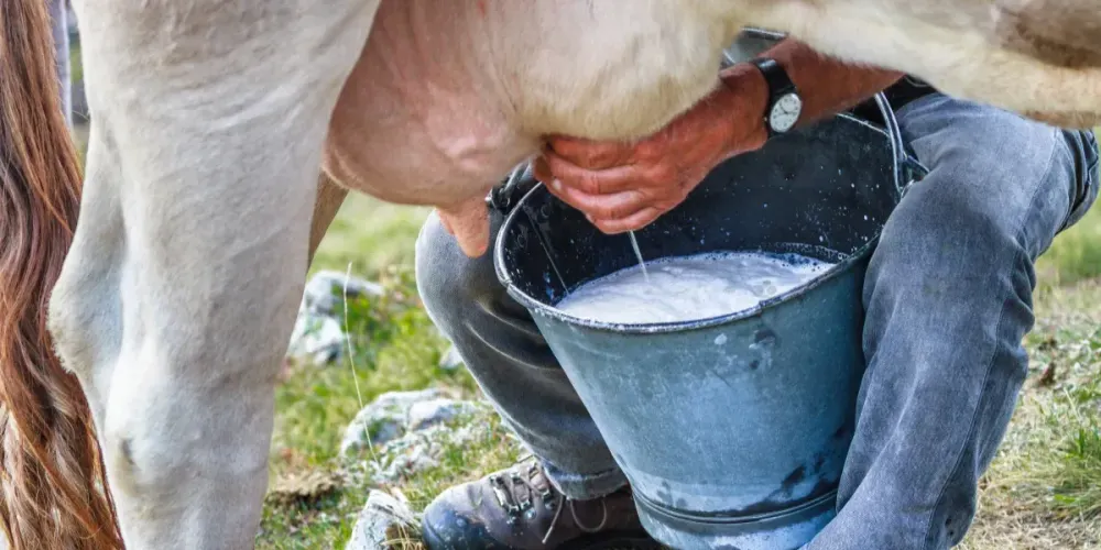 Производство молока в КР выросло на 2.3% за счет увеличения числа дойных коров изображение публикации