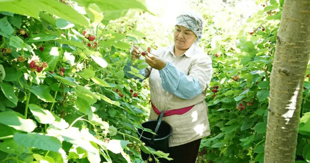 Экспорт баткенской малины увеличат благодаря новому оборудованию для шоковой заморозки изображение публикации