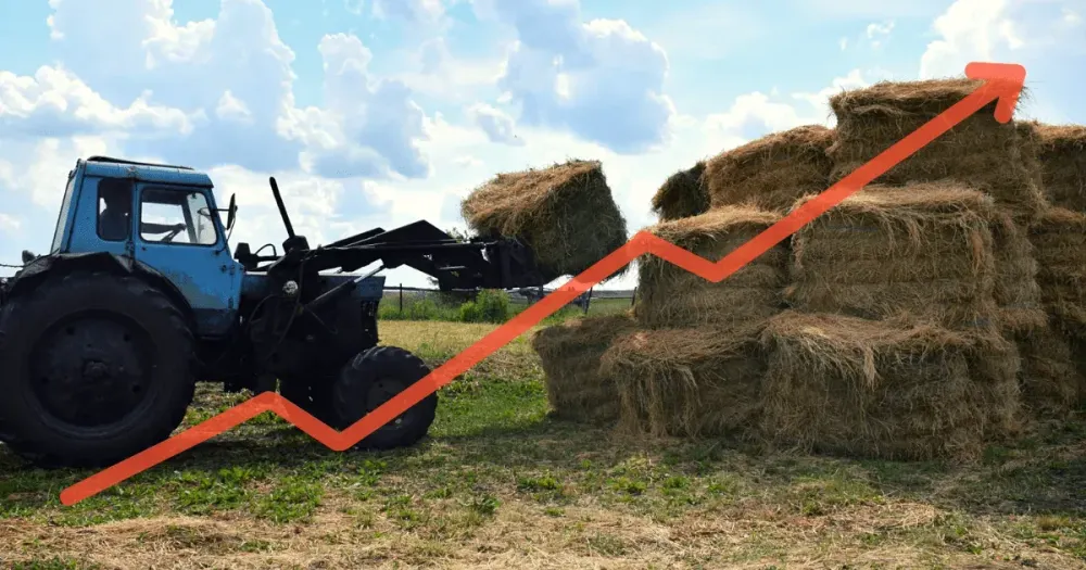 Новая проблема – сено для скота подорожало в 1.5 раза всего за одну неделю изображение публикации