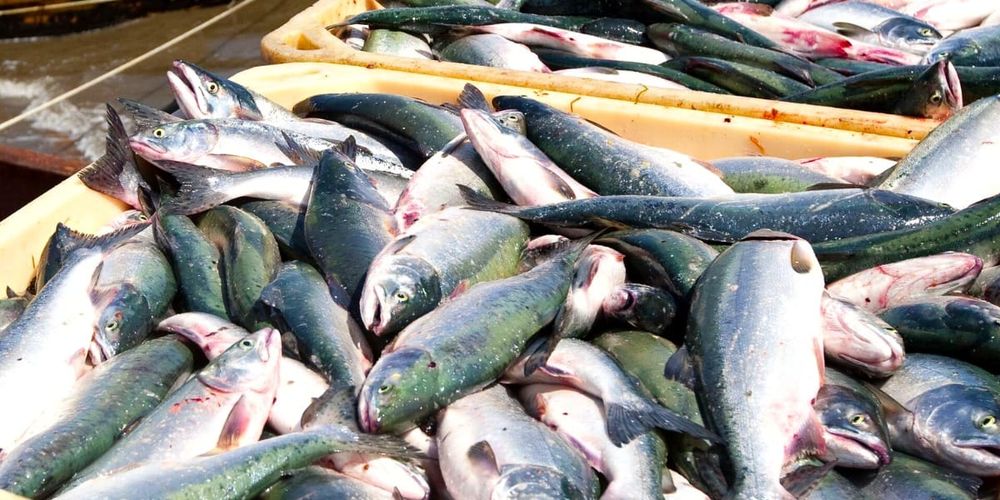 В Кыргызстане выставили на конкурс 16 водоемов для рыбных хозяйств изображение публикации