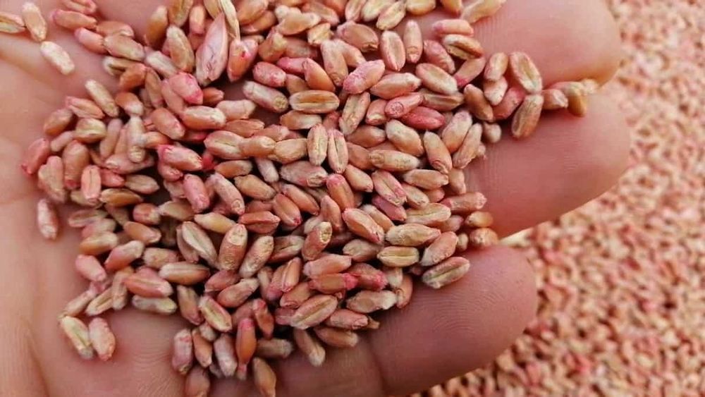 Кыргызстан зависит от импортных семян кукурузы, подсолнечника, свеклы и других овощей изображение публикации