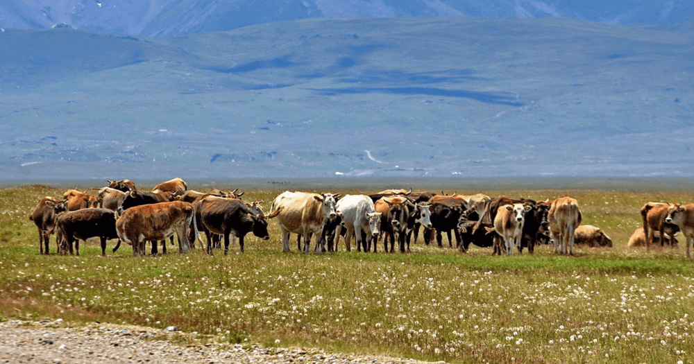 По 100 сомов с козы, по 250 с коровы — в ЖК поступил проект закона о налоге на скот изображение публикации