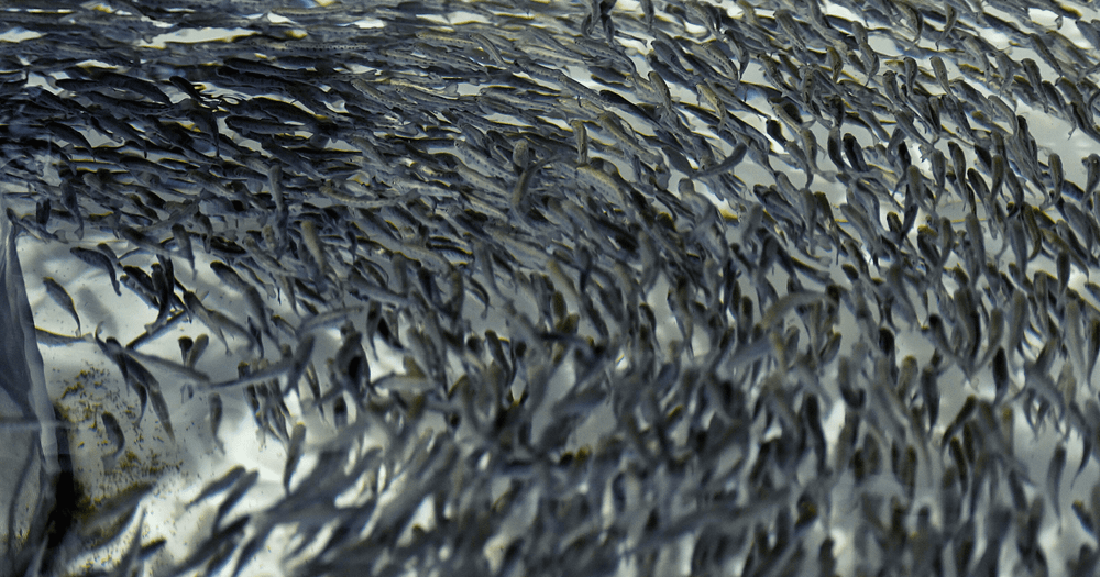 «В течение этой недели будет возобновлен экспорт рыбы в Россию, но не для всех», — министр сельского хозяйства КР. изображение публикации