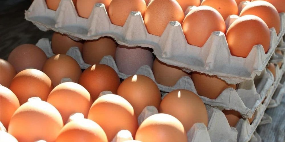 Через два года каждое четвертое куриное яйцо в Кыргызстане будет собственного производства изображение публикации