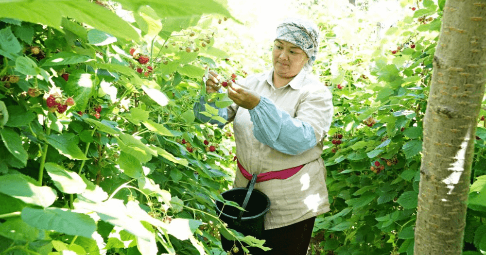 Экспорт баткенской малины увеличат благодаря новому оборудованию для шоковой заморозки изображение публикации