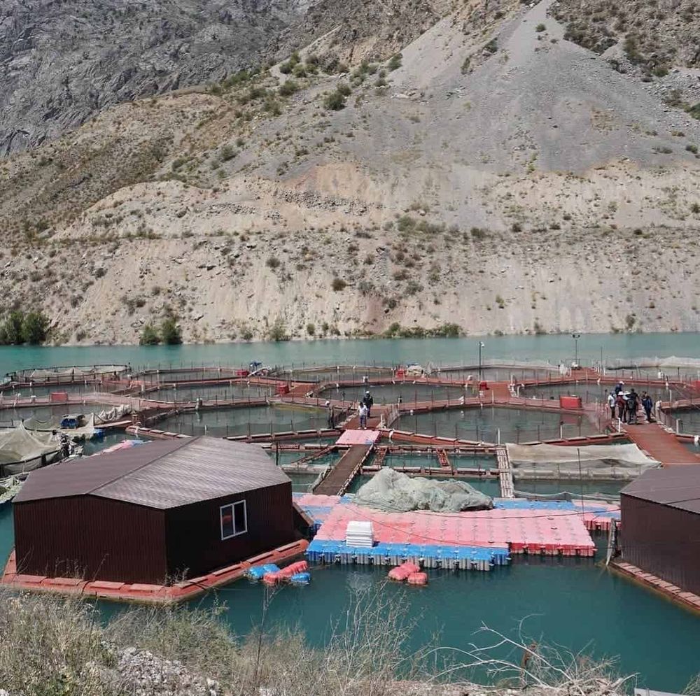 Россельхознадзор снял ограничения на поставку рыбы для двух компаний из Кыргызстана изображение публикации