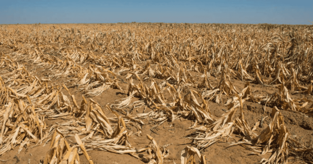Фермеры подрались из-за поливной воды — один из них умер после ножевого ранения изображение публикации