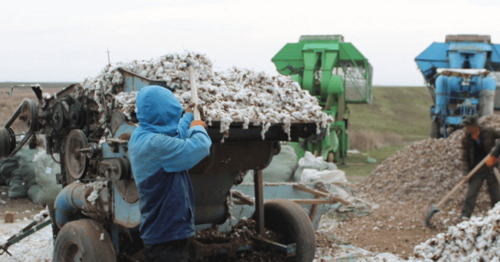 В Панфиловском районе начали выращивать хлопок. ФОТО изображение публикации