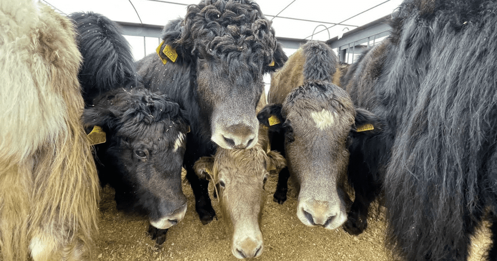 Кыргызские яки обживаются в Азербайджане изображение публикации