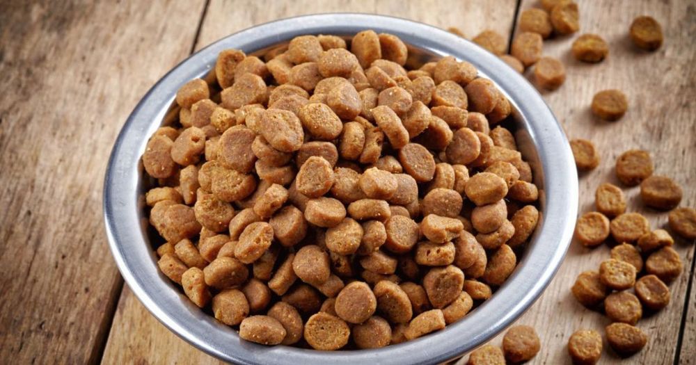 Кыргызстан успешно экспортирует собачий корм в США изображение публикации