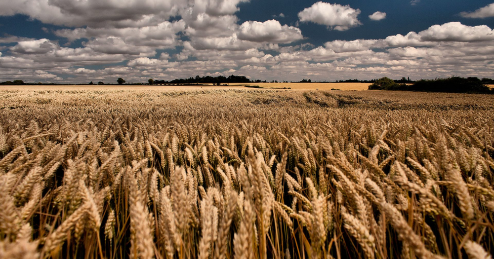 Депутат ЖК предложил повысить налог на землю изображение публикации
