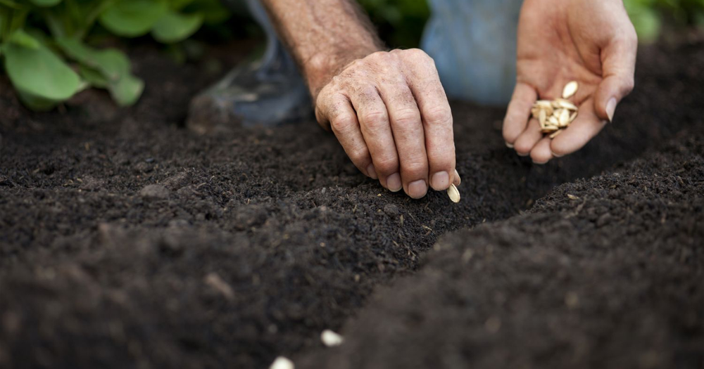 Кыргызстан обеспечен семенами почти на 100% — замминистра сельского хозяйства изображение публикации