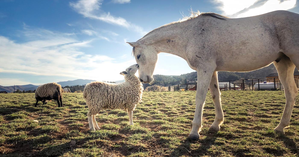 Садыр Жапаров не поддерживает введение налога на скот изображение публикации