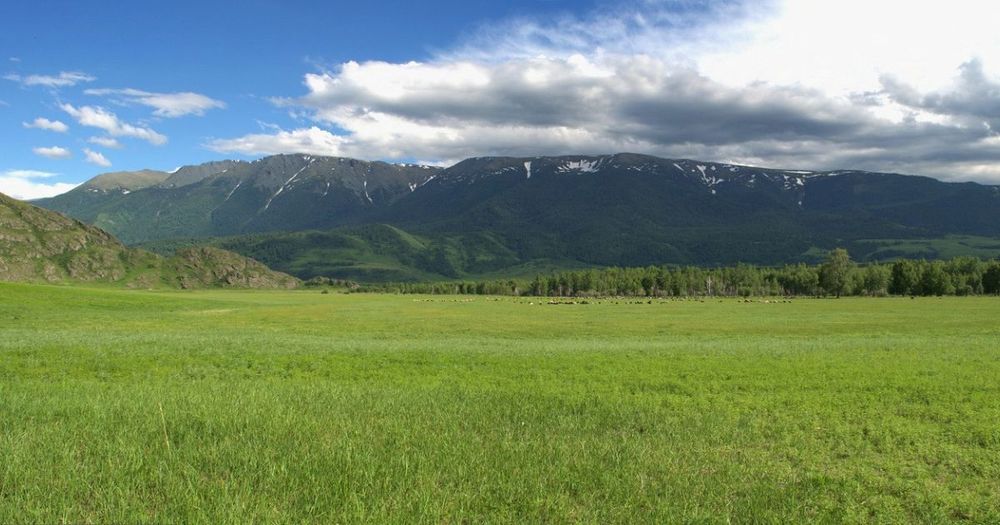 Для департамента пастбищ и племенного животноводства в бюджете заложено 10 млн сомов изображение публикации