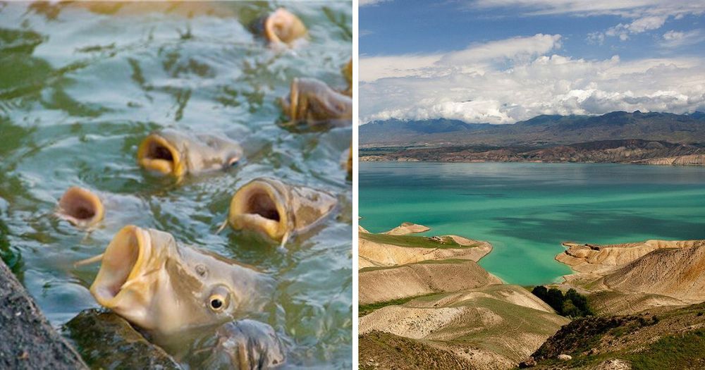 В Токтогульском водохранилище будут разводить рыбу — Минсельхоз объявил конкурс изображение публикации