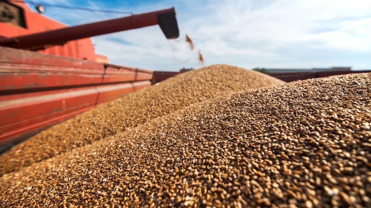 Из-за засухи урожайность зерновых культур снизился на 20%