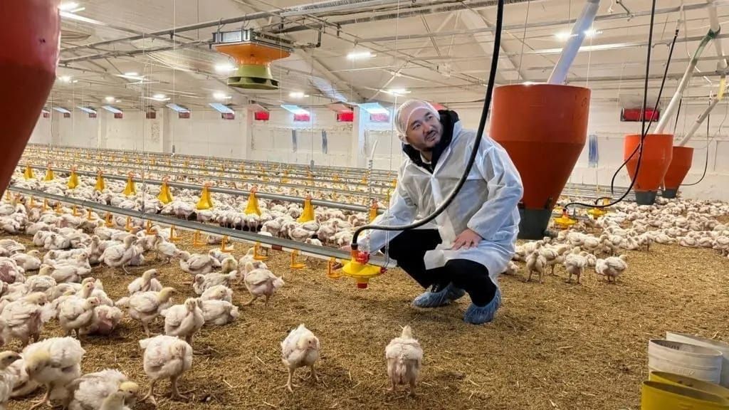 Власти КР выделили 102 гектара земли двум птицефабрикам на Иссык-Куле