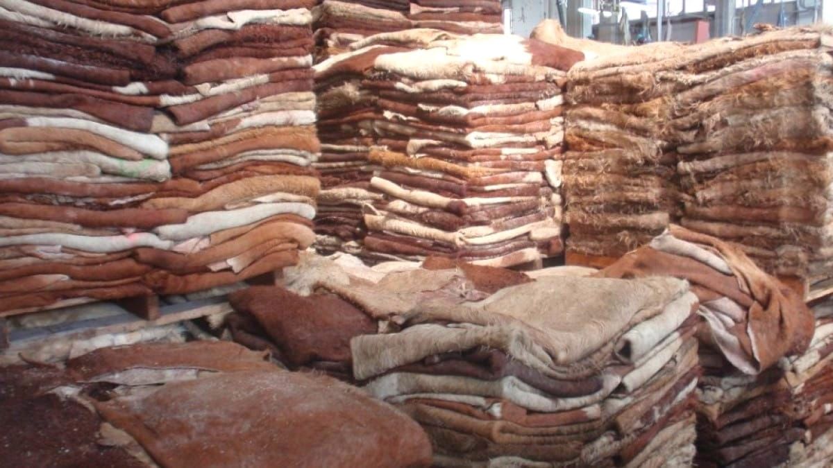 Из КР незаконно вывезли шкуры крупного рогатого скота – ущерб бюджету составил почти 850 тысяч сомов