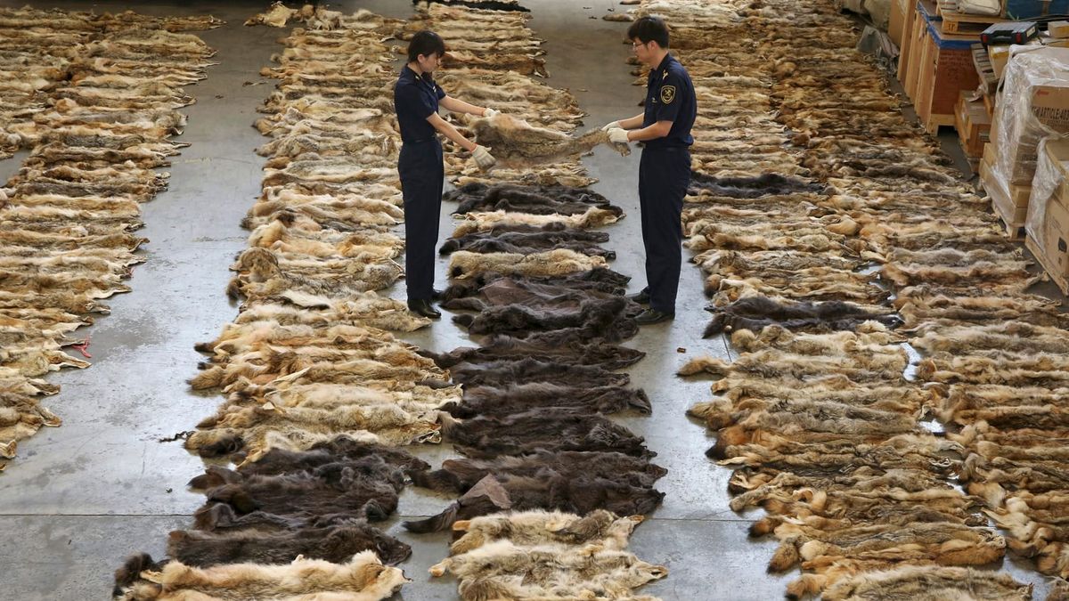 Из КР вывезли 130 тонн шкур без уплаты таможенных пошлин