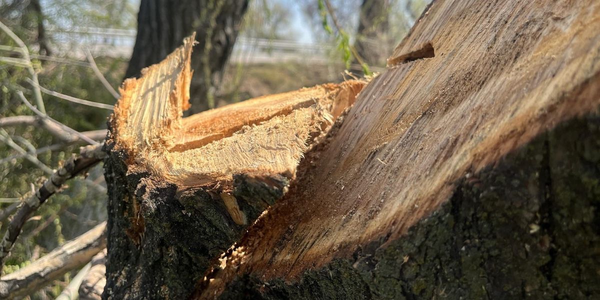 Вдоль Васильевского тракта в Бишкеке незаконно вырубили 49 деревьев
