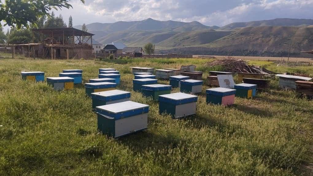 В Чаткальском районе стартовал проект по развитию пчеловодства: сельским семьям передали 100 ульев