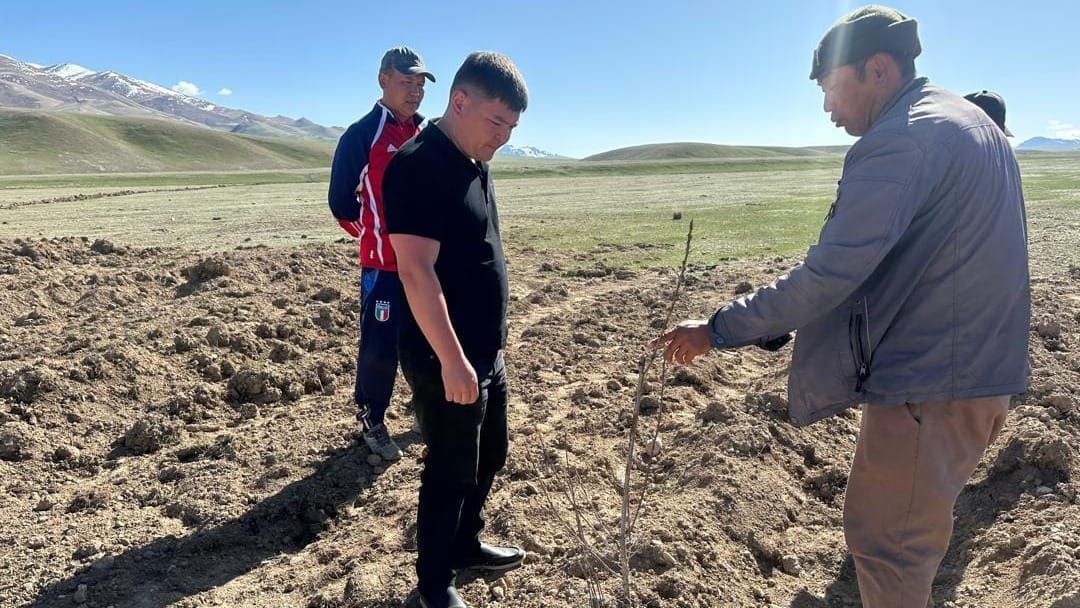 С японскими инвесторами в Нарынской области создают облепиховую плантацию на 100 га