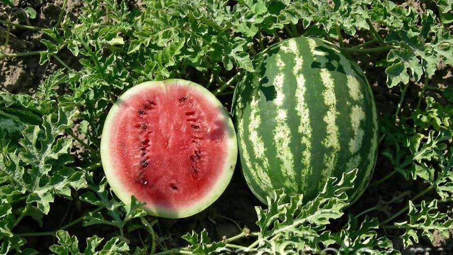 В Кыргызстане проводят сортоиспытания новых сельхозкультур