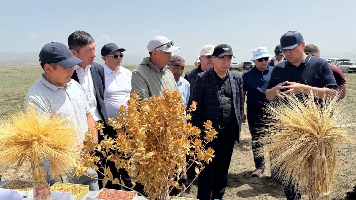 В Нарынской области налажено производство сафлорного масла: Торобаев призвал расширить посевы
