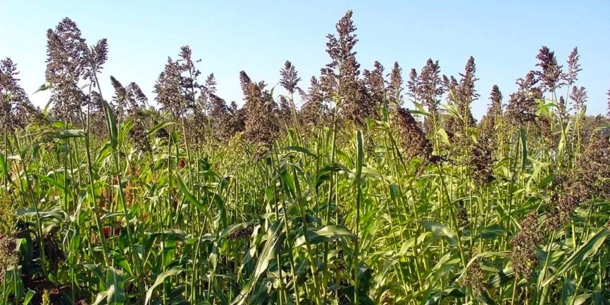 В Нарынской области начали выращивать суданку как новую кормовую культуру